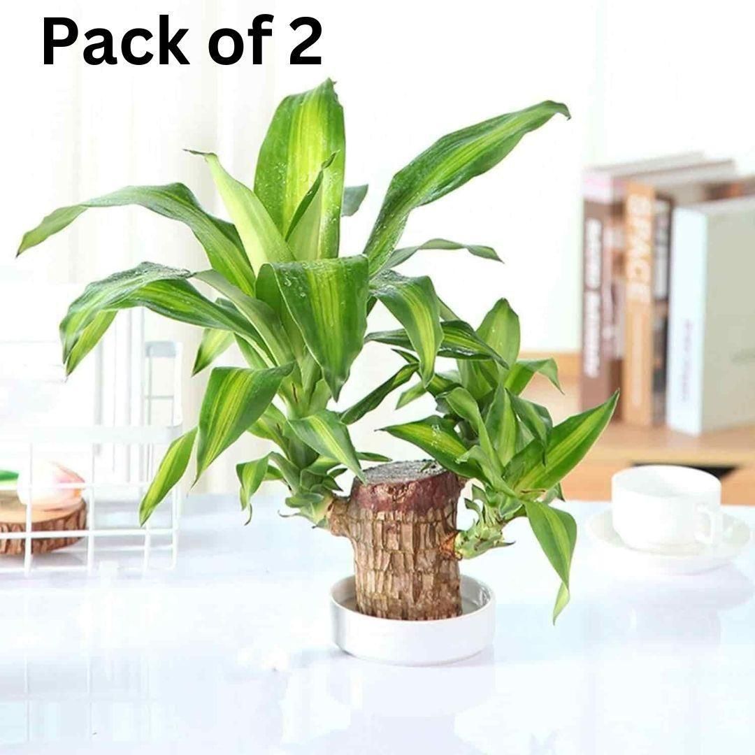 Green Lucky Brazil Wood Potted Plant (pack of 2)